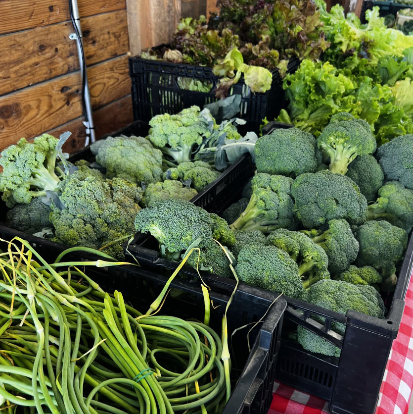 Table full of farm fresh vegetables